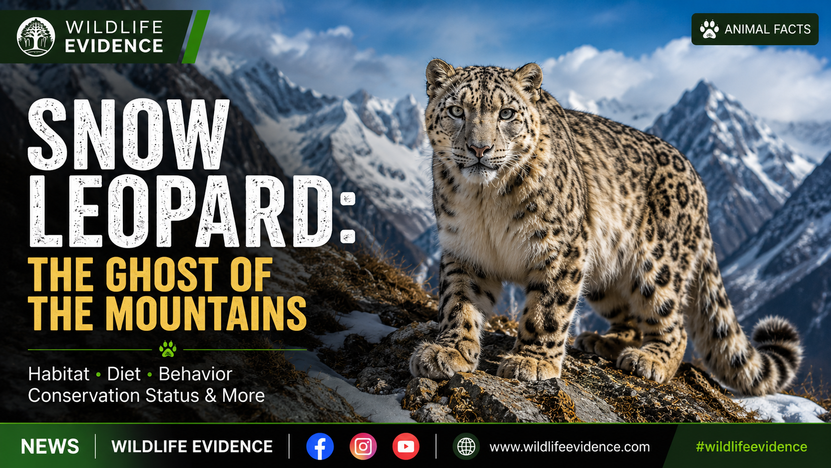 Snow Leopard: The Ghost of the Mountains and Its Fight for Survival